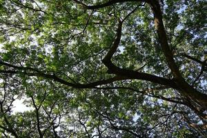 bajo la sombra de muchas ramas de árboles grandes y altos. foto