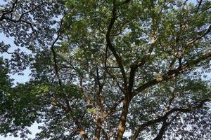 Under the shade of many branches of big and tall tree. photo