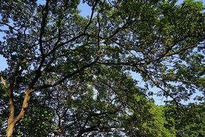 Under the shade of many branches of big and tall tree. photo
