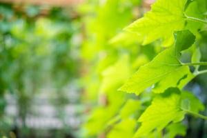 clouse up to big leaf ivy with the sunlight in the morning blur background with empty area for copy space. photo