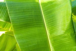 Close up cleary Banana leaf pattern with earmark and flaw at the rim of leaf for any graphic background. photo