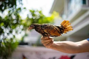 Close up to the Bronze color of SeBright Chick on human hand in the afternoon time at the outdoor garden. photo