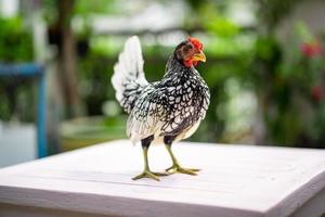 close up to Silver white Male SeBright Chick in the blur bokeh green garden background. photo