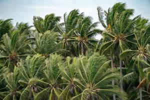 Many Top of the Coconut Trees Leaf blow by wind. photo