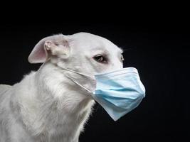 retrato de un perro blanco con una máscara médica protectora sobre un fondo negro. foto