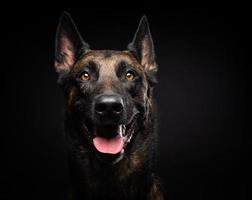 retrato de un perro pastor belga sobre un fondo negro aislado. foto