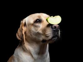 Portrait of a Labrador Retriever dog with a slice of Apple on its nose. photo