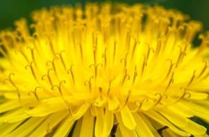 closeup of a dandelion yellow flower photo