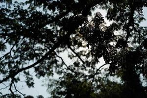 Under the shade of many branches of big and tall tree. photo