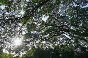 Under the shade of many branches of big and tall tree. photo