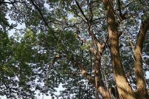 Under the shade of many branches of big and tall tree. photo