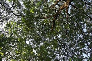 Under the shade of many branches of big and tall tree. photo