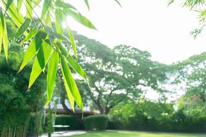 hoja de bambú simple asiática en el jardín con espacio de copia para insertar cualquier texto o cita en segundo plano. foto