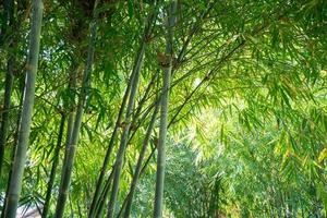hermosa imagen de hoja y árbol de bambú para el fondo de estilo de vida del tema asiático. foto