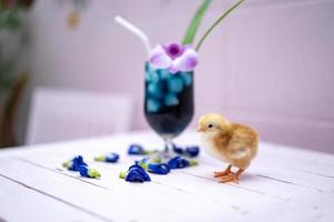 a yellow little chick with butterfly pea water and ice in a champagne glass is decorated by orchid and pandan leaf. It's shown and displayed on a pastel pink wood table in front of the cement wall. photo