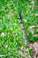 brotes de bambú en el parque jardín con fondo de hierba borrosa. foto