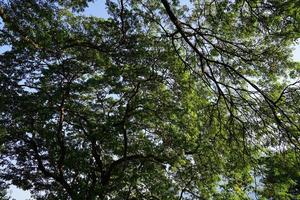 Under the shade of many branches of big and tall tree. photo