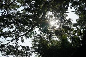 bajo la sombra de muchas ramas de árboles grandes y altos. foto