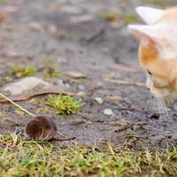 A hungry red predator is playing with a mole, a cat has caught a mole. photo
