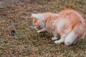 un gato rojo juega con su presa, comida para gatos, topo y gato. foto