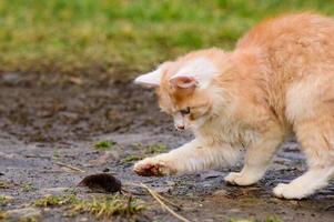 A hungry red predator is playing with a mole, a cat has caught a mole.