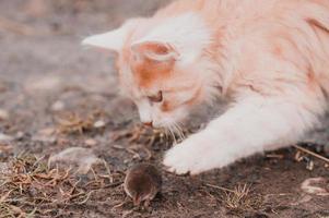 Gatito blanco y jengibre con su presa de un ratón foto