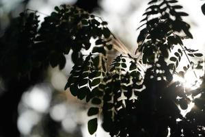 cierre el estilo de la silueta de la hoja y la luz del borde de la hoja foto