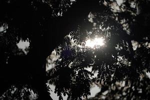 close up leaf Silhouette style and rimlight of the leaf photo