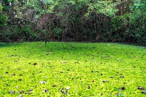 Duckweed and water plant cover the pond  pool. photo
