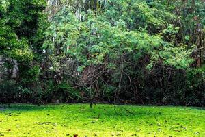 Duckweed and water plant cover the pond pool. photo