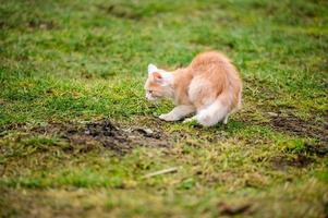 el gatito rojo cazaba al topo, un instinto natural en el gato. foto