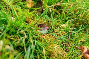 un pequeño topo gris salió del suelo, un animal en la hierba. foto