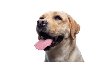 Portrait of a Labrador Retriever dog on an isolated white background. photo
