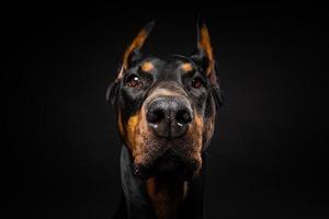 retrato de un perro doberman sobre un fondo negro aislado. foto