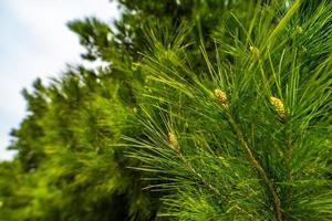 Green natural background with pine tree photo