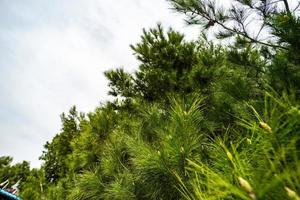 Green natural background with pine tree photo