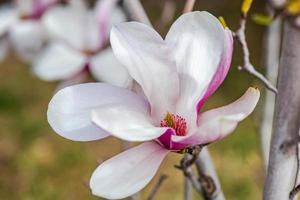 Blooming magnolia tree in spring on pastel bokeh photo