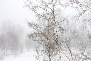 Covered with snow Caucasus mountain photo