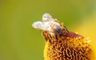 abeja melífera cubierta con néctar de bebida de polen amarillo, flor polinizadora. primavera floral natural inspiradora o fondo de jardín floreciente de verano. vida de los insectos, enfoque selectivo de primer plano macro extremo foto