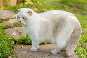 Funny short-haired domestic white kitten sneaking through green gerass backyard background. British cat walking outdoors in garden on summer day. Pet care health and animals concept. photo