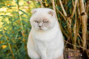 divertido retrato de gatito blanco doméstico de pelo corto sobre fondo verde del patio trasero. gato británico caminando al aire libre en el jardín el día de verano. concepto de salud y animales para el cuidado de mascotas.