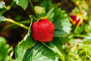 cultivo industrial de planta de fresas. arbusto con frutos rojos maduros fresa en la cama del jardín de verano. cultivo natural de bayas en la granja. Fondo de concepto de horticultura de alimentos orgánicos saludables ecológicos. foto