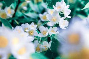 Beautiful white jasmine blossom flowers in spring time. Background with flowering jasmin bush. Inspirational natural floral spring blooming garden or park. Flower art design. Aromatherapy concept. photo