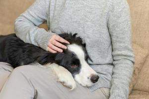 Unrecognizable woman playing with cute puppy dog border collie on couch at home indoor. Owner girl stroking holding dog friend sitting on sofa. Love for pets friendship support team concept.