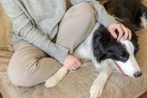 Unrecognizable woman playing with cute puppy dog border collie on couch at home indoor. Owner girl stroking holding dog friend sitting on sofa. Love for pets friendship support team concept.