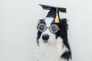 Funny puppy dog border collie with graduation cap eyeglasses isolated on white background. Dog gazing in glasses grad hat like student professor. Back to school. Cool nerd style, Funny pet photo