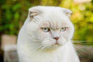 Funny portrait of short-haired domestic white kitten on green backyard background. British cat walking outdoors in garden on summer day. Pet care health and animals concept.