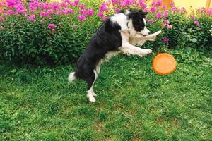 Outdoor portrait of cute funny puppy dog border collie catching toy in air. Dog playing with flying disk. Sports activity with dog in park outside.