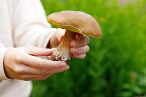 Female hand holding raw edible mushroom with brown cap Penny Bun in autumn forest background. Harvesting picking big ceps mushrooms in natural environment. Cooking delicious organic food concept.