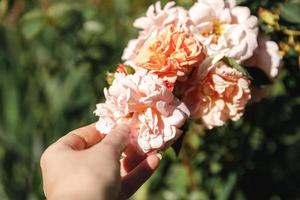 Woman hand holding pink rose flowers in rockery in summer time. Gardener worker cares about flowers in flower garden. Floriculture hobby and flower planting cultivating concept. photo